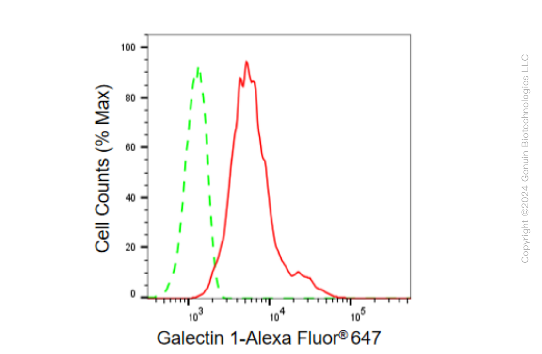 KD-Validated Anti-Galectin 1 Rabbit Monoclonal Antibody ABG1547