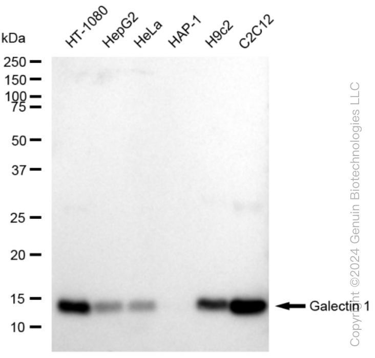 KD-Validated Anti-Galectin 1 Rabbit Monoclonal Antibody ABG1547