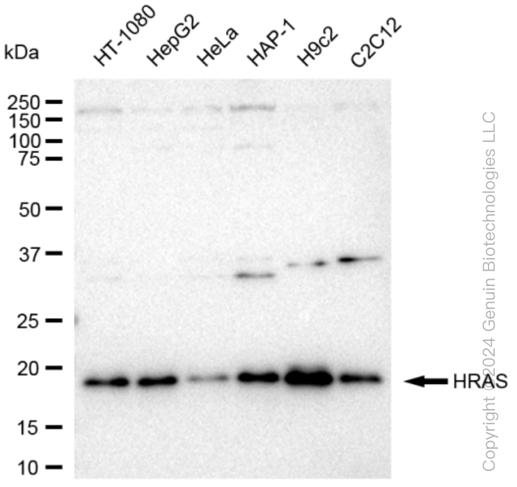 KD-Validated Anti-HRAS Rabbit Monoclonal Antibody ABG1548
