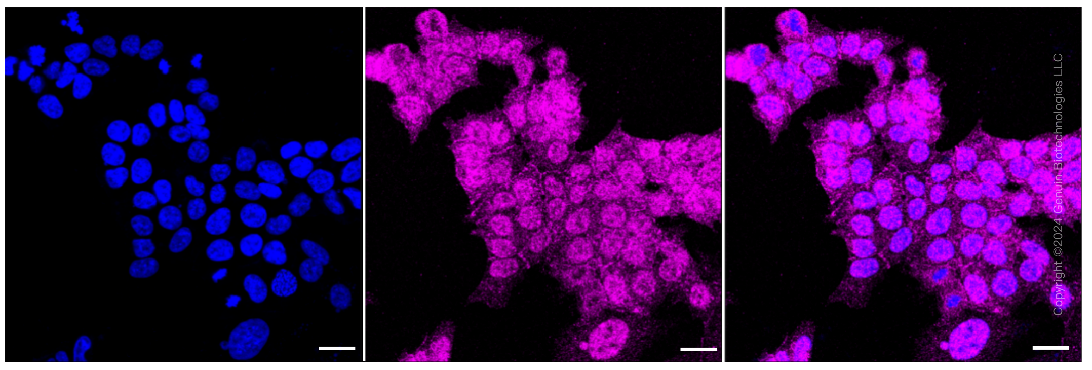 KD-Validated Anti-F11 receptor Rabbit Monoclonal Antibody ABG1549