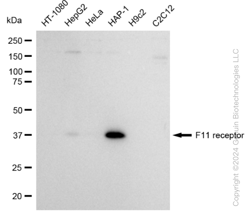 KD-Validated Anti-F11 receptor Rabbit Monoclonal Antibody ABG1549