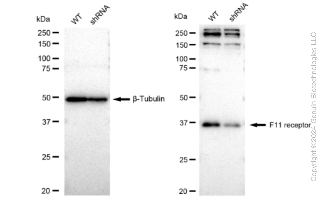 KD-Validated Anti-F11 receptor Rabbit Monoclonal Antibody ABG1549