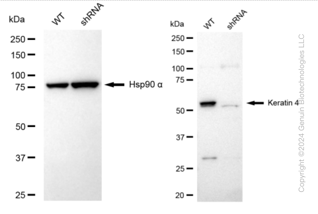 KD-Validated Anti-Keratin 4 Rabbit Monoclonal Antibody ABG1551
