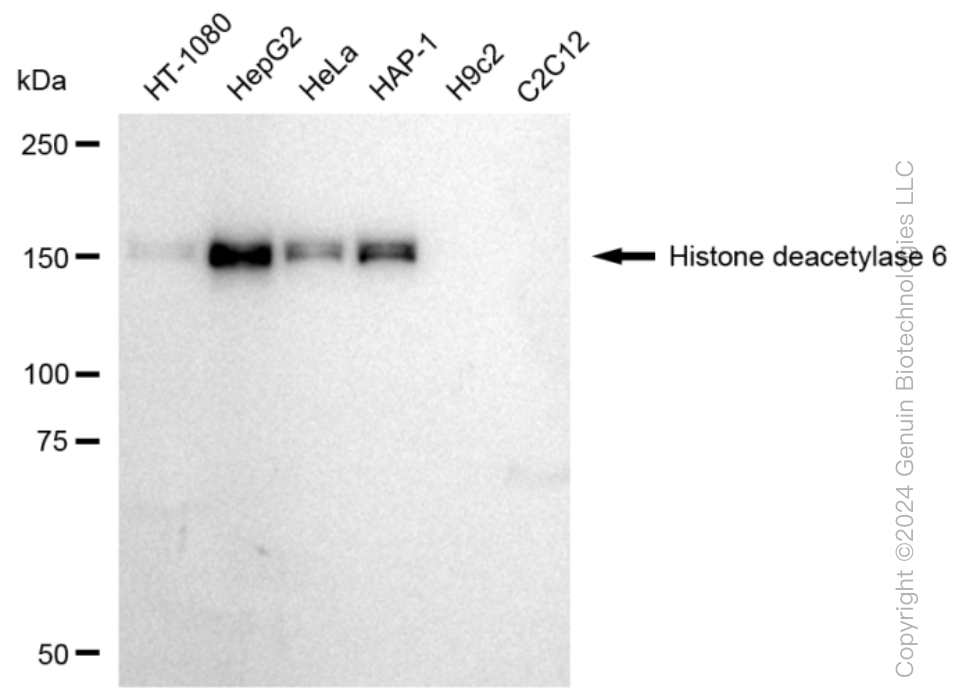 KD-Validated Anti-Histone deacetylase 6 Rabbit Monoclonal Antibody ABG1552