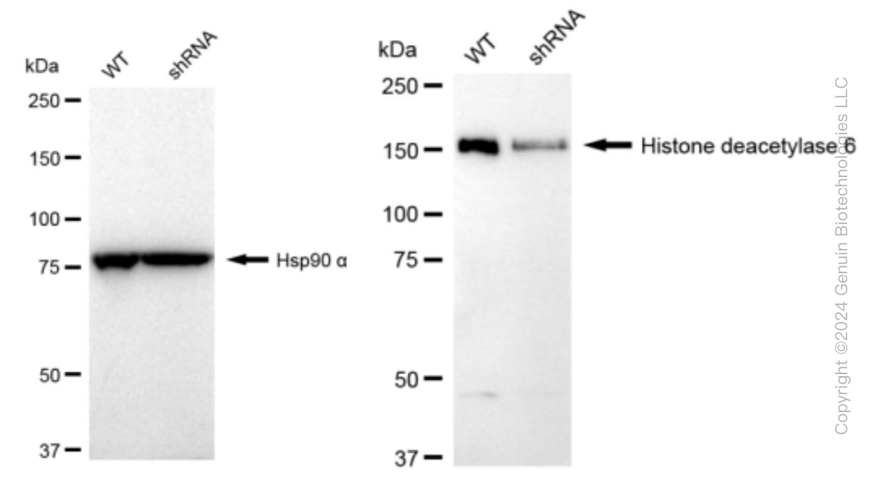 KD-Validated Anti-Histone deacetylase 6 Rabbit Monoclonal Antibody ABG1552