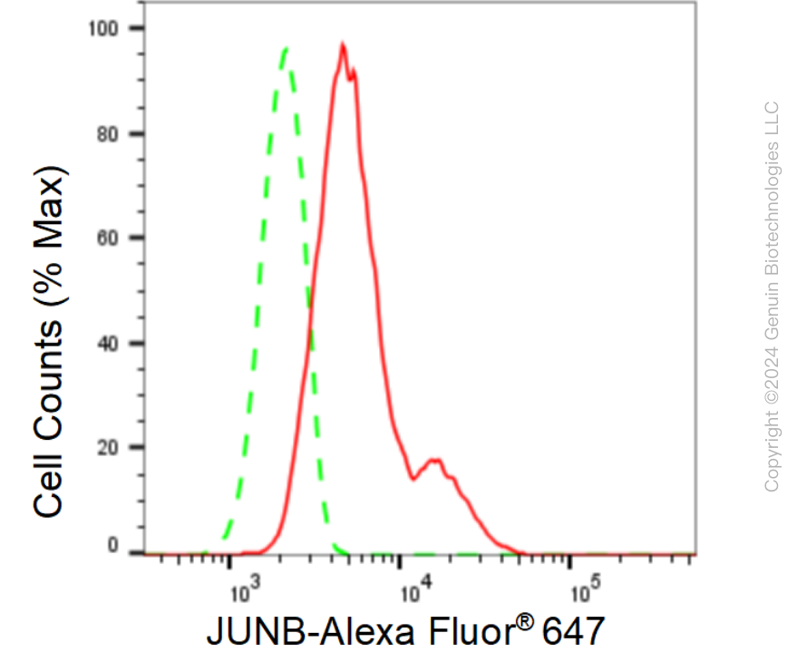 KD-Validated Anti-JUNB Rabbit Monoclonal Antibody ABG1553