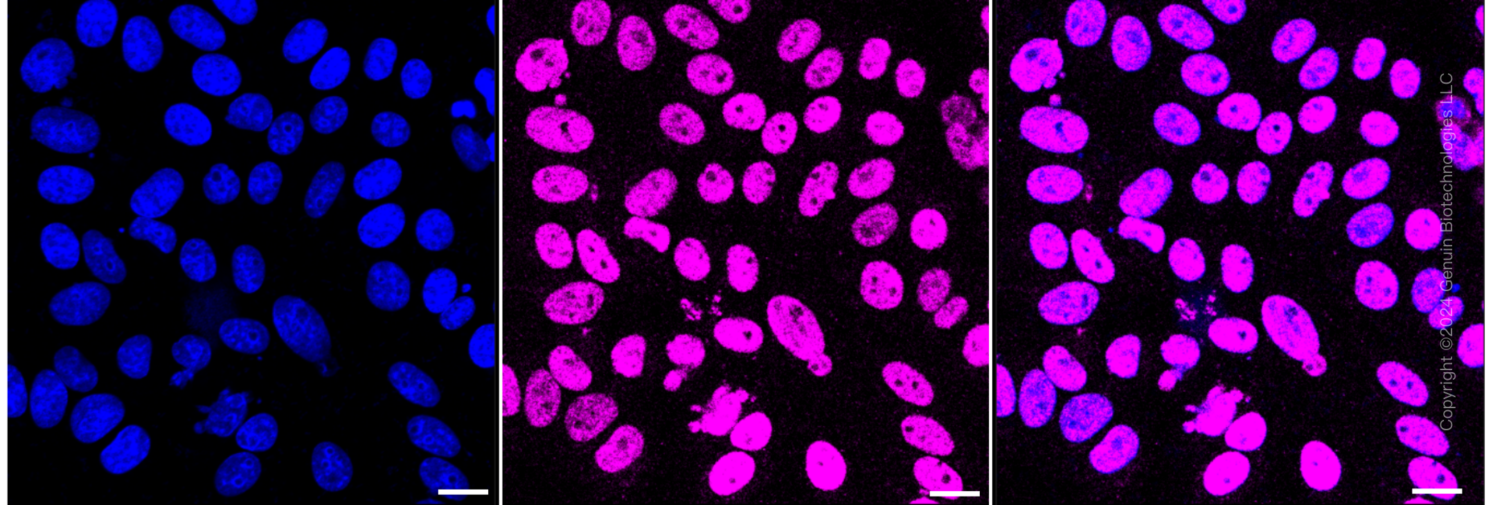 KD-Validated Anti-JUNB Rabbit Monoclonal Antibody ABG1553