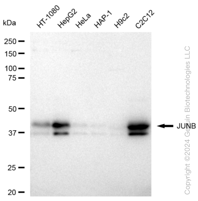 KD-Validated Anti-JUNB Rabbit Monoclonal Antibody ABG1553