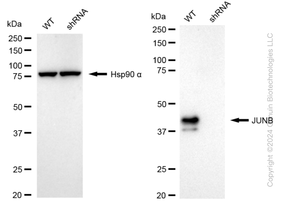 KD-Validated Anti-JUNB Rabbit Monoclonal Antibody ABG1553