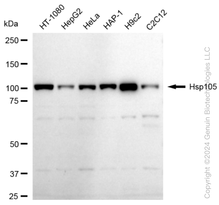 KD-Validated Anti-Hsp105 Rabbit Monoclonal Antibody ABG1554