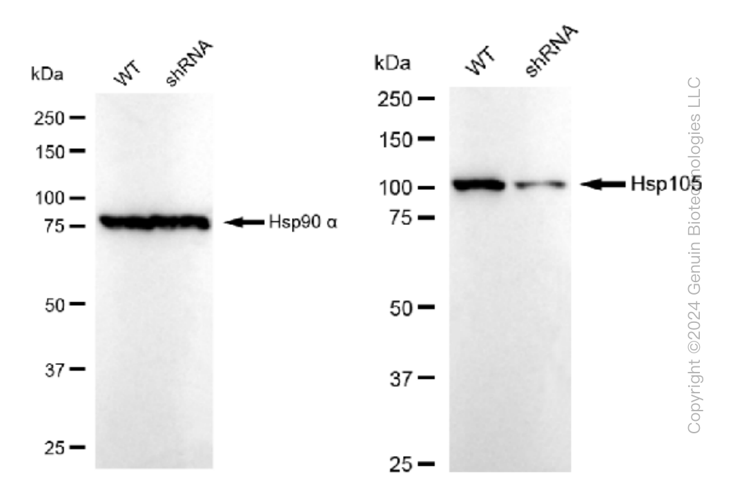KD-Validated Anti-Hsp105 Rabbit Monoclonal Antibody ABG1554