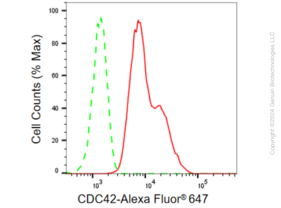 KD-Validated Anti-CDC42 Rabbit Monoclonal Antibody ABG1555