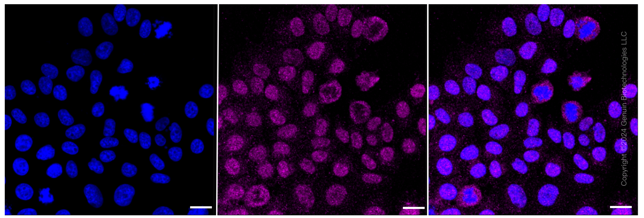 KD-Validated Anti-CDC42 Rabbit Monoclonal Antibody ABG1555