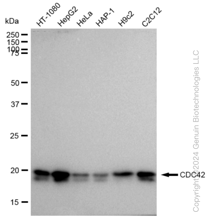 KD-Validated Anti-CDC42 Rabbit Monoclonal Antibody ABG1555