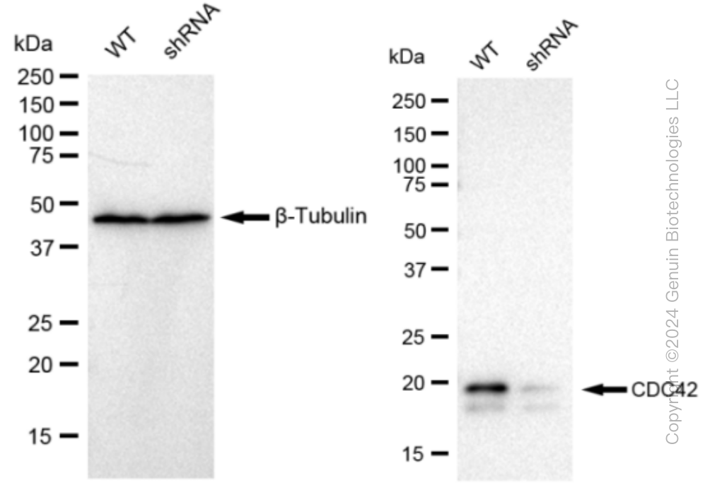 KD-Validated Anti-CDC42 Rabbit Monoclonal Antibody ABG1555