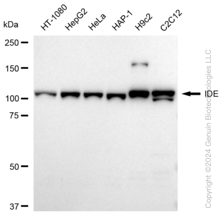 KD-Validated Anti-IDE Rabbit Monoclonal Antibody ABG1556