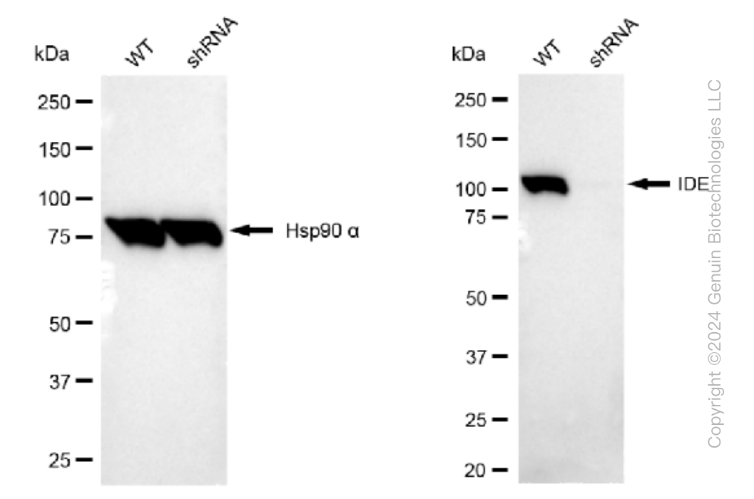 KD-Validated Anti-IDE Rabbit Monoclonal Antibody ABG1556