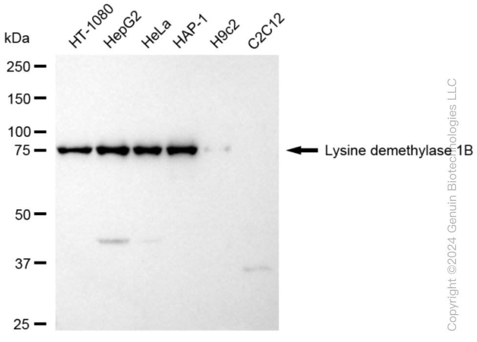 KD-Validated Anti-Lysine demethylase 1B Rabbit Monoclonal Antibody ABG1557