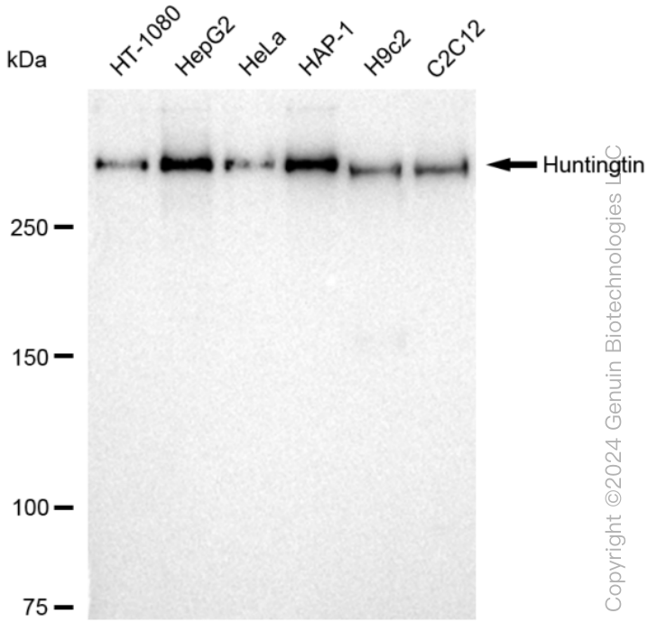 KD-Validated Anti-Huntingtin Rabbit Monoclonal Antibody ABG1560