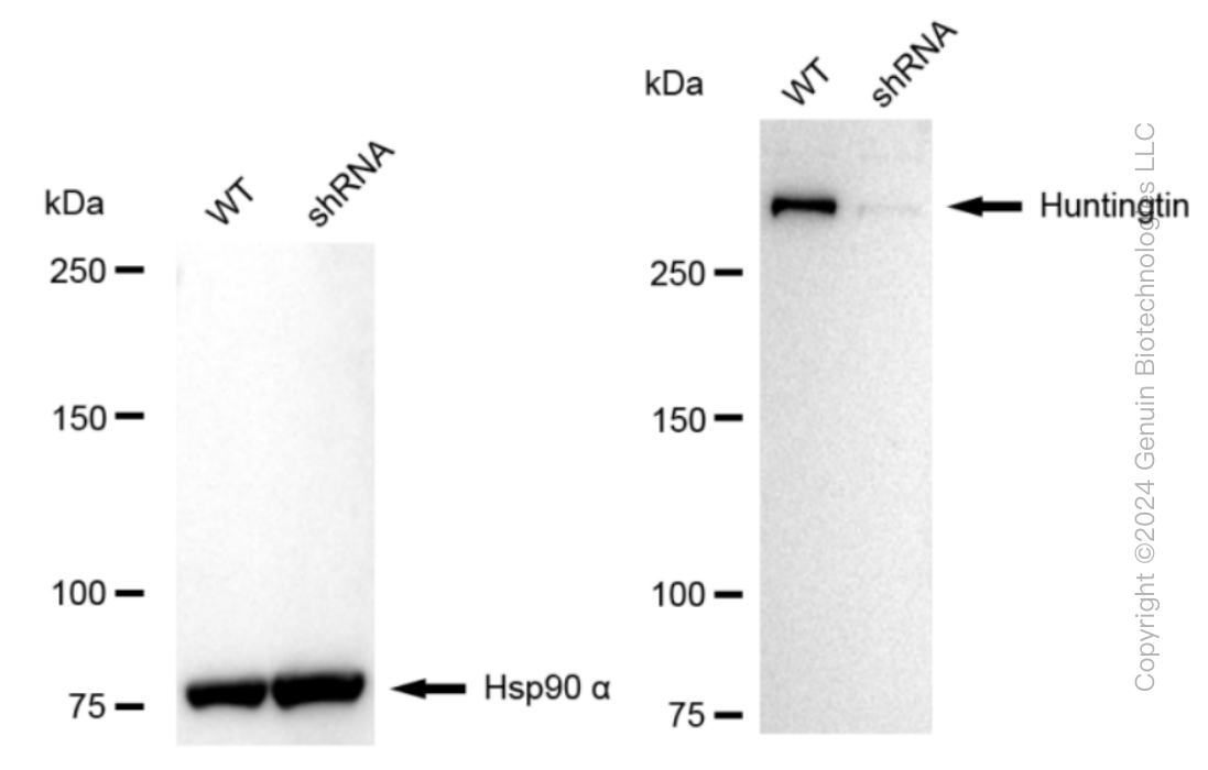 KD-Validated Anti-Huntingtin Rabbit Monoclonal Antibody ABG1560