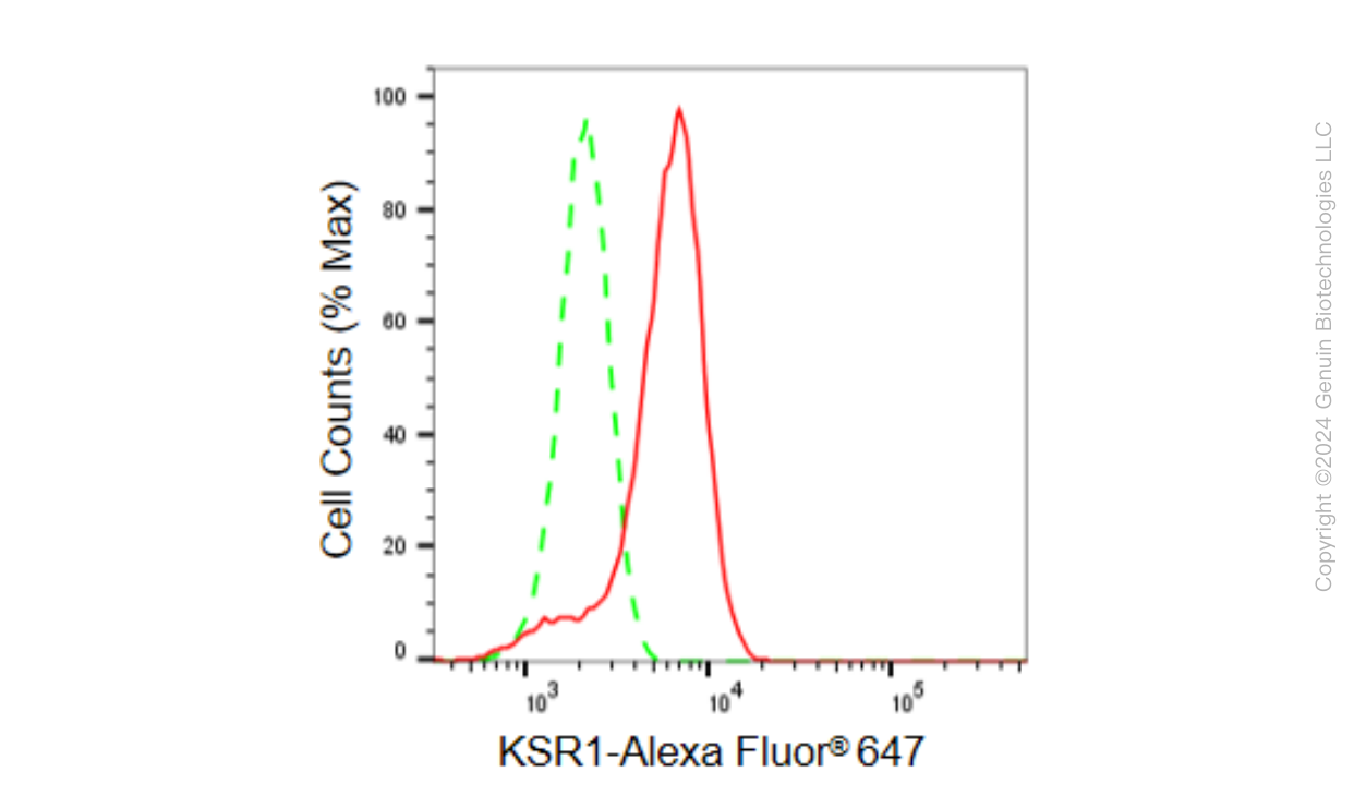 KD-Validated Anti-KSR1 Rabbit Monoclonal Antibody ABG1561
