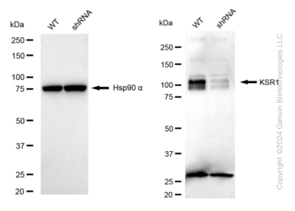 KD-Validated Anti-KSR1 Rabbit Monoclonal Antibody ABG1561