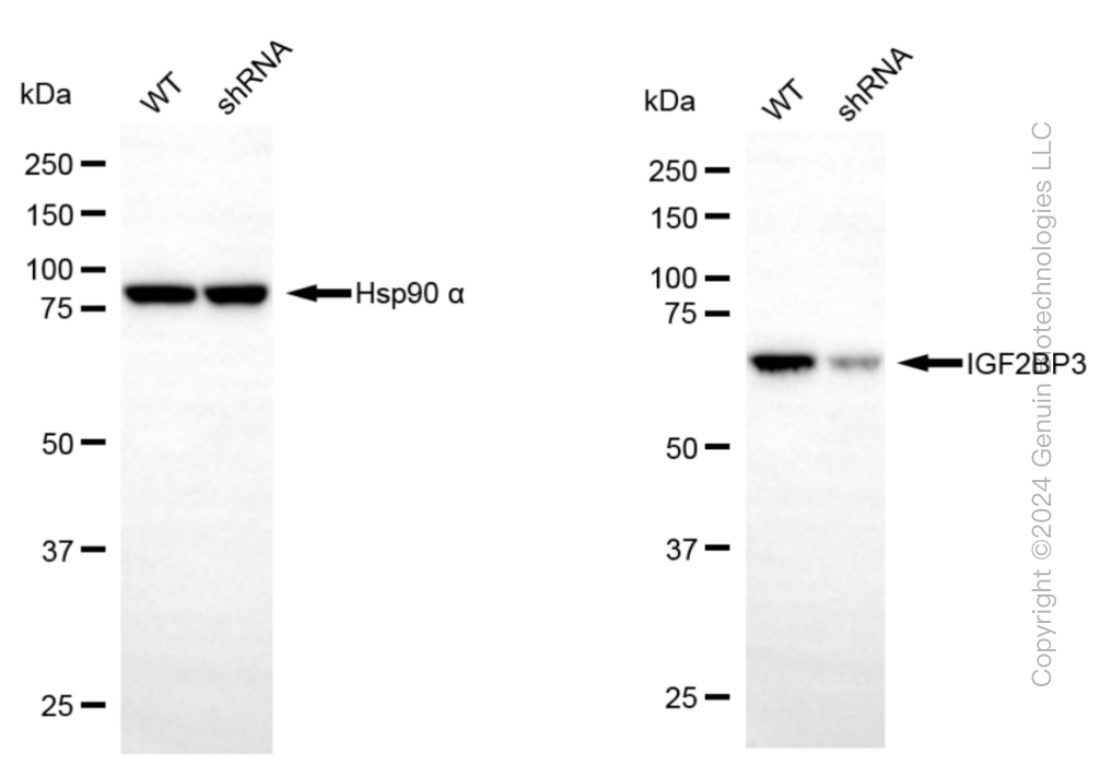 KD-Validated Anti-IGF2BP3 Rabbit Monoclonal Antibody ABG1562