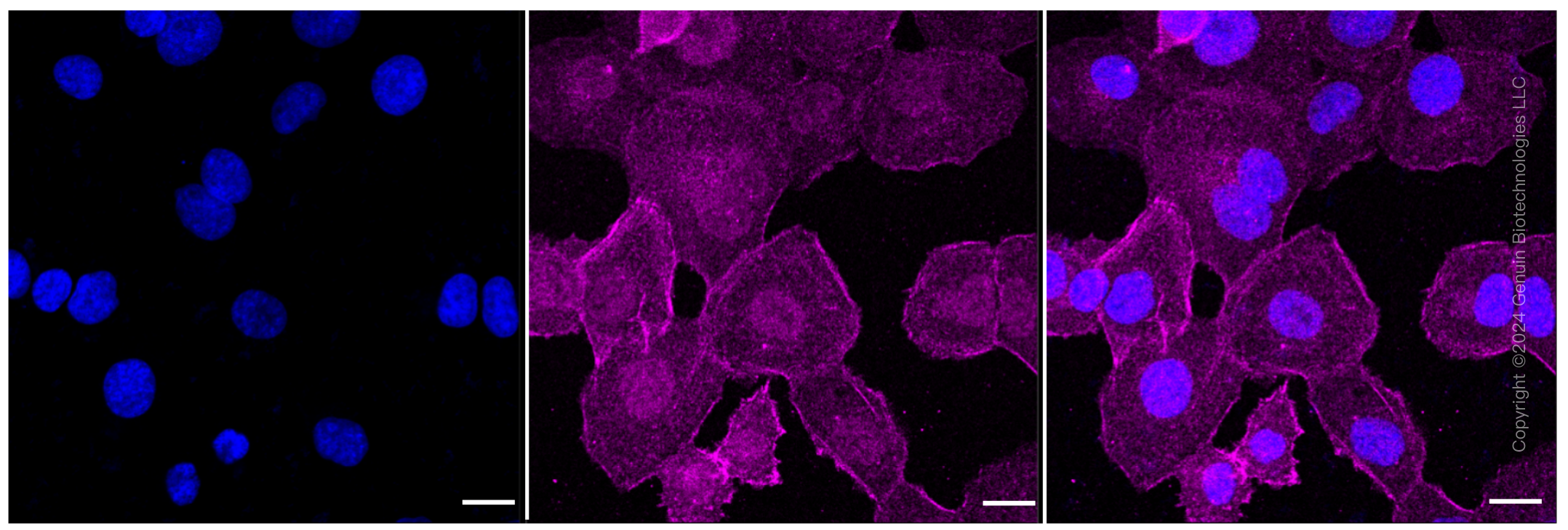 KD-Validated Anti-Caspase 6 Rabbit Monoclonal Antibody ABG1563