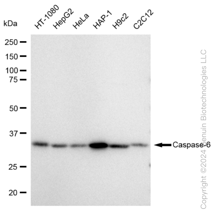 KD-Validated Anti-Caspase 6 Rabbit Monoclonal Antibody ABG1563