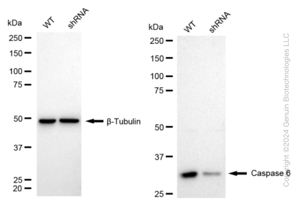 KD-Validated Anti-Caspase 6 Rabbit Monoclonal Antibody ABG1563