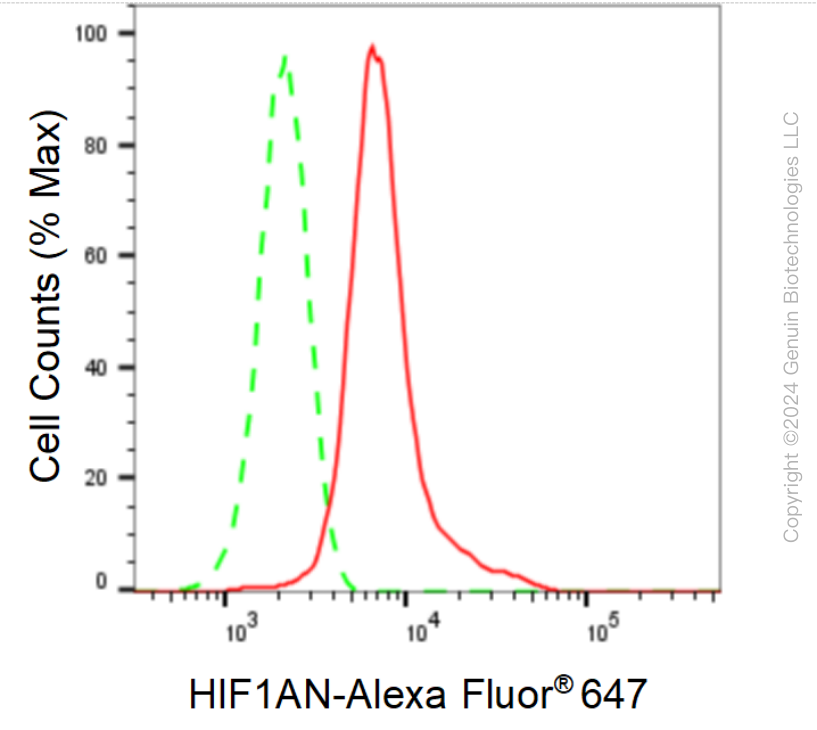 KD-Validated Anti-HIF1AN Rabbit Monoclonal Antibody ABG1564