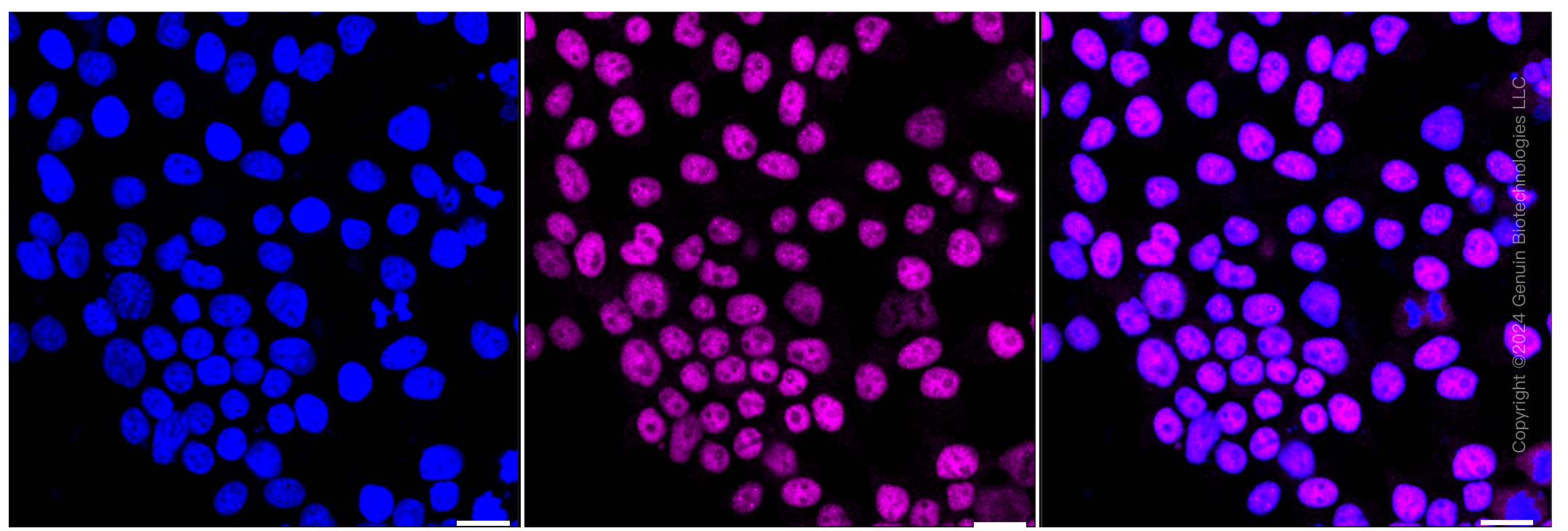 KD-Validated Anti-HIF1AN Rabbit Monoclonal Antibody ABG1564
