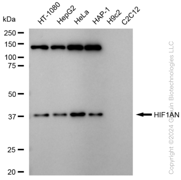 KD-Validated Anti-HIF1AN Rabbit Monoclonal Antibody ABG1564