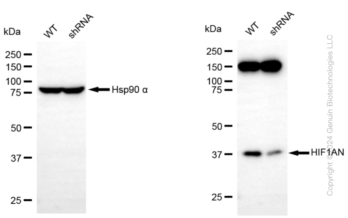 KD-Validated Anti-HIF1AN Rabbit Monoclonal Antibody ABG1564