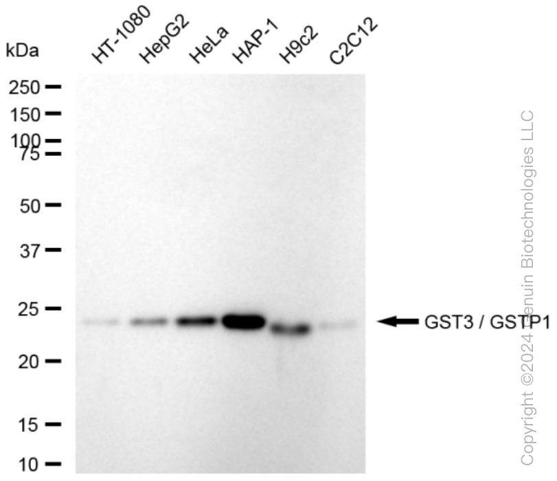 KD-Validated Anti-GST3 / GSTP1 Rabbit Monoclonal Antibody ABG1565