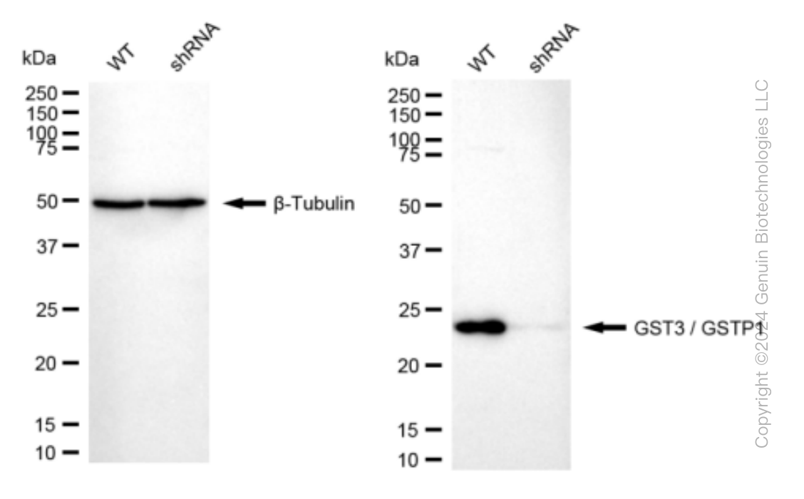 KD-Validated Anti-GST3 / GSTP1 Rabbit Monoclonal Antibody ABG1565