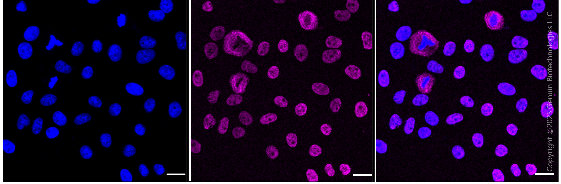 KD-Validated Anti-KHSRP Rabbit Monoclonal Antibody ABG1566