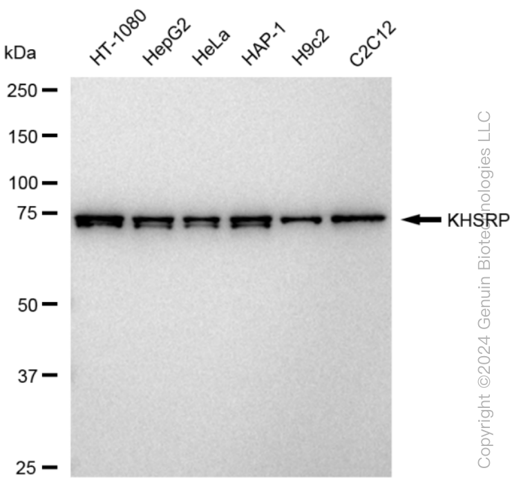 KD-Validated Anti-KHSRP Rabbit Monoclonal Antibody ABG1566