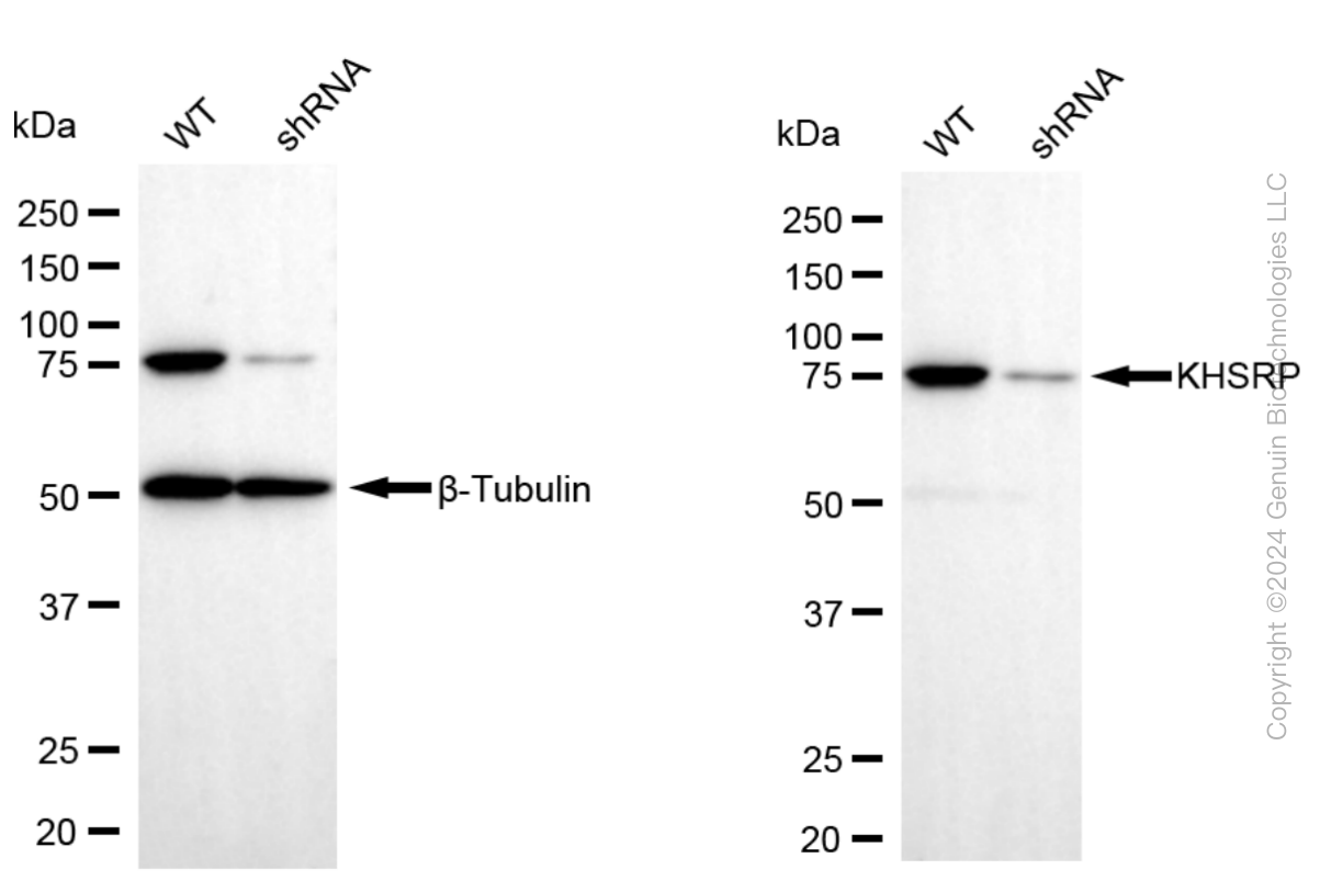 KD-Validated Anti-KHSRP Rabbit Monoclonal Antibody ABG1566