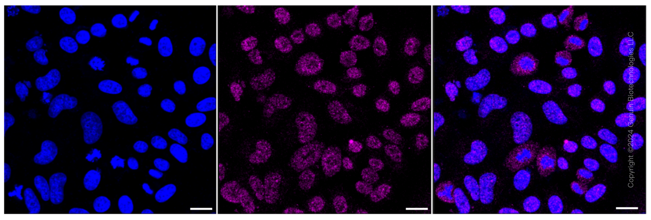 KD-Validated Anti-ISG15 Rabbit Monoclonal Antibody ABG1567