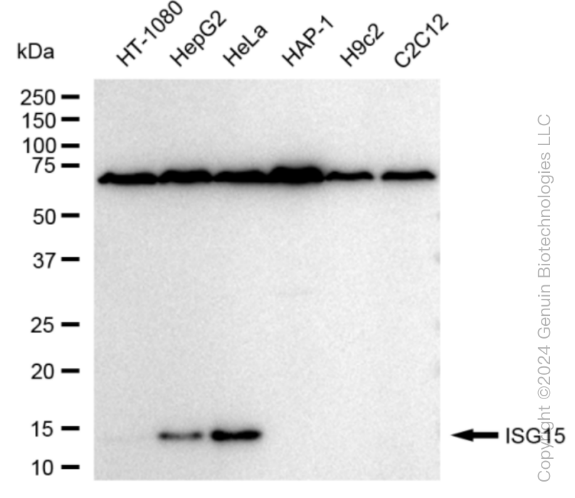KD-Validated Anti-ISG15 Rabbit Monoclonal Antibody ABG1567