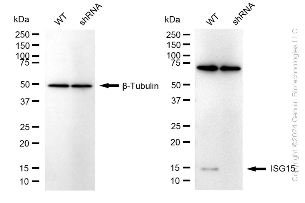 KD-Validated Anti-ISG15 Rabbit Monoclonal Antibody ABG1567