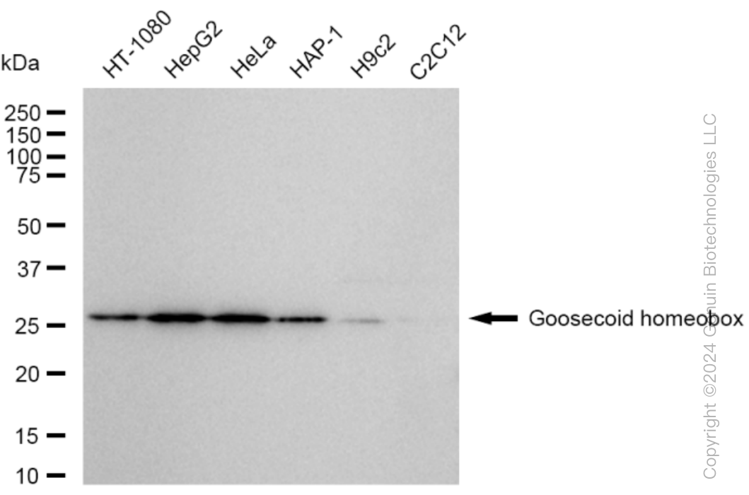 KD-Validated Anti-Goosecoid homeobox Rabbit Monoclonal Antibody ABG1568