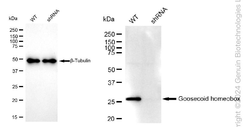 KD-Validated Anti-Goosecoid homeobox Rabbit Monoclonal Antibody ABG1568