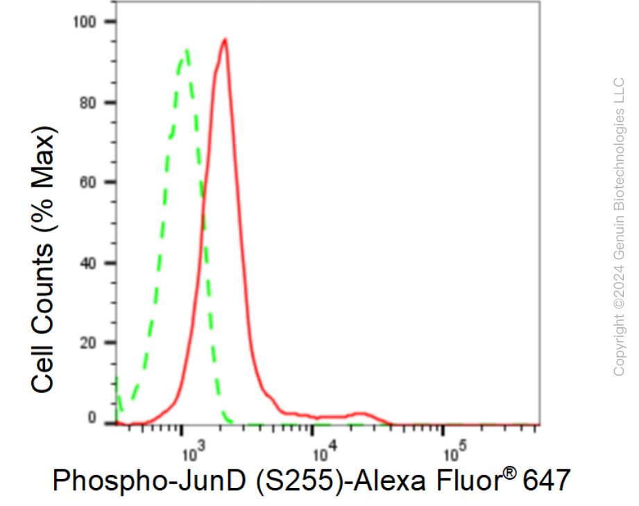 KD-Validated Anti-Phospho-JunD (S255) Rabbit Monoclonal Antibody ABG1570