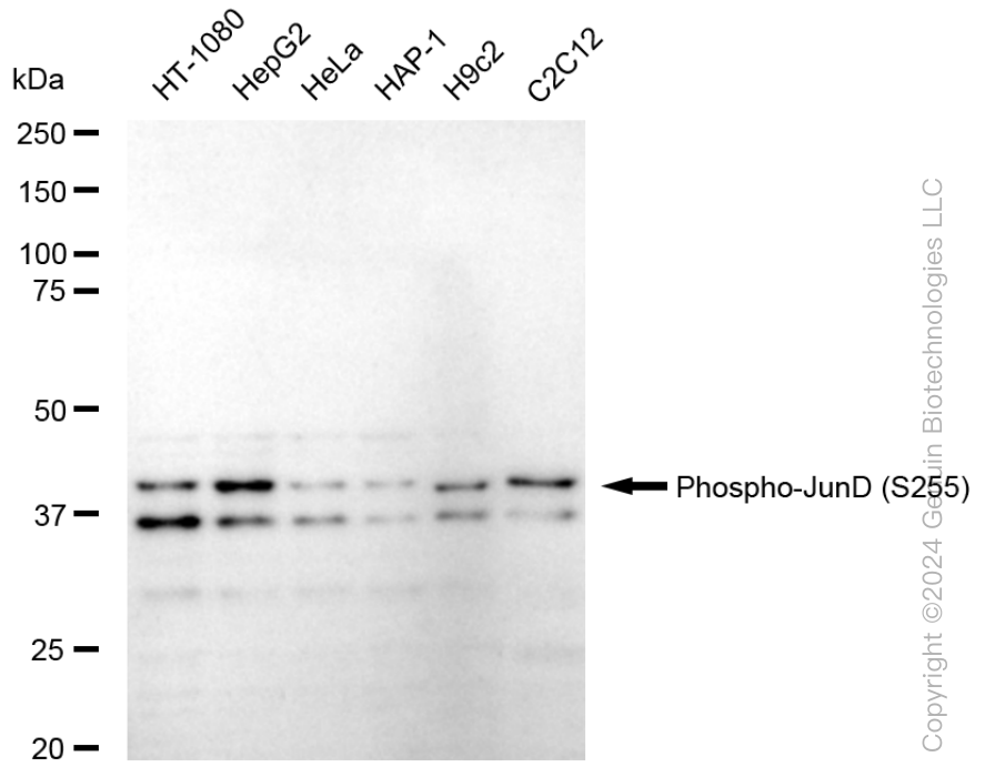 KD-Validated Anti-Phospho-JunD (S255) Rabbit Monoclonal Antibody ABG1570