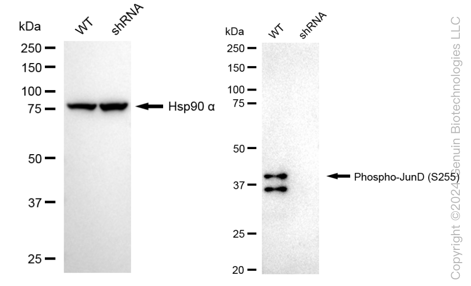 KD-Validated Anti-Phospho-JunD (S255) Rabbit Monoclonal Antibody ABG1570