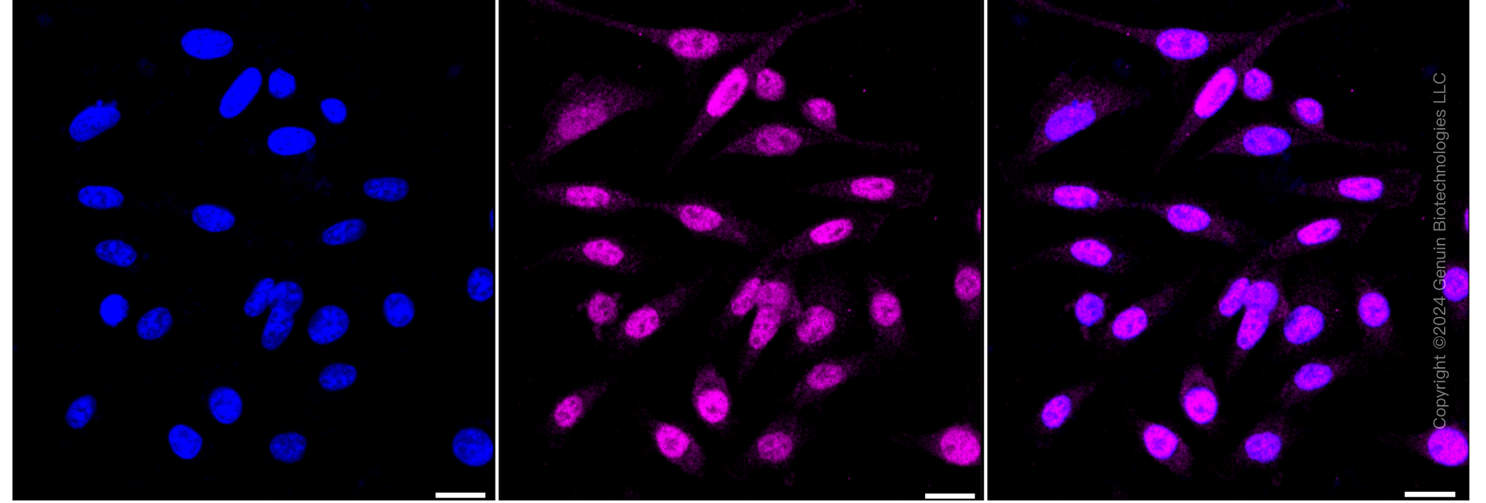 KD-Validated Anti-JunD Rabbit Monoclonal Antibody ABG1571