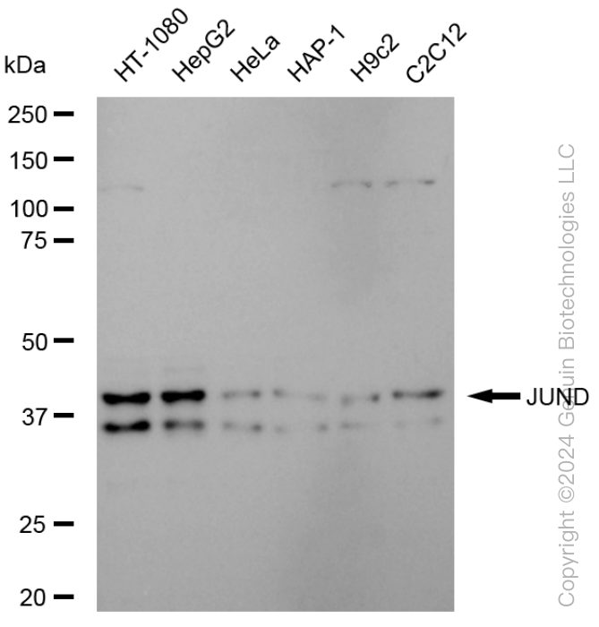 KD-Validated Anti-JunD Rabbit Monoclonal Antibody ABG1571
