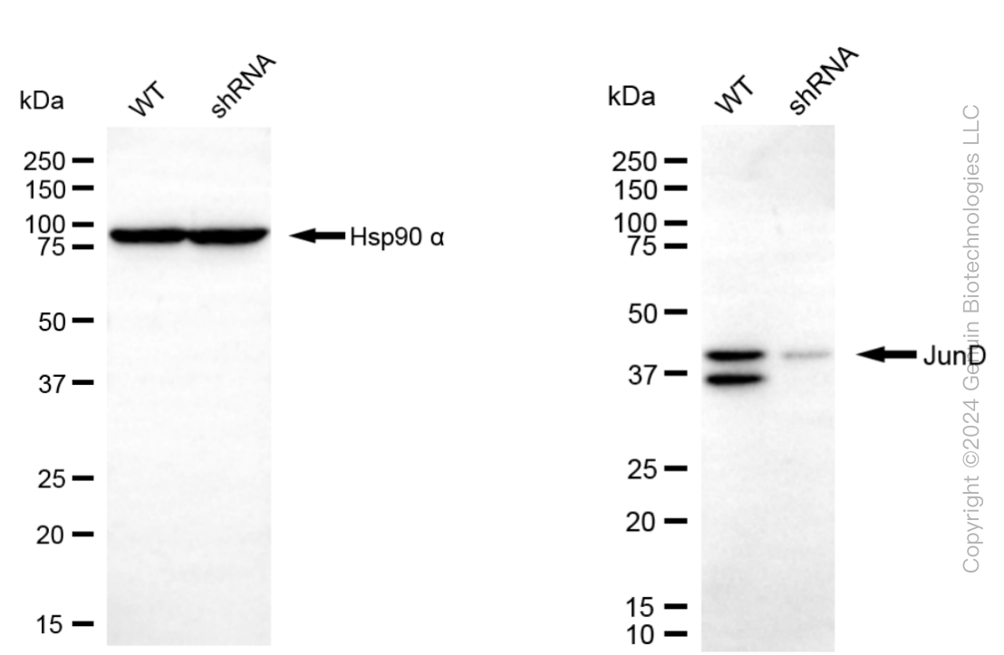 KD-Validated Anti-JunD Rabbit Monoclonal Antibody ABG1571